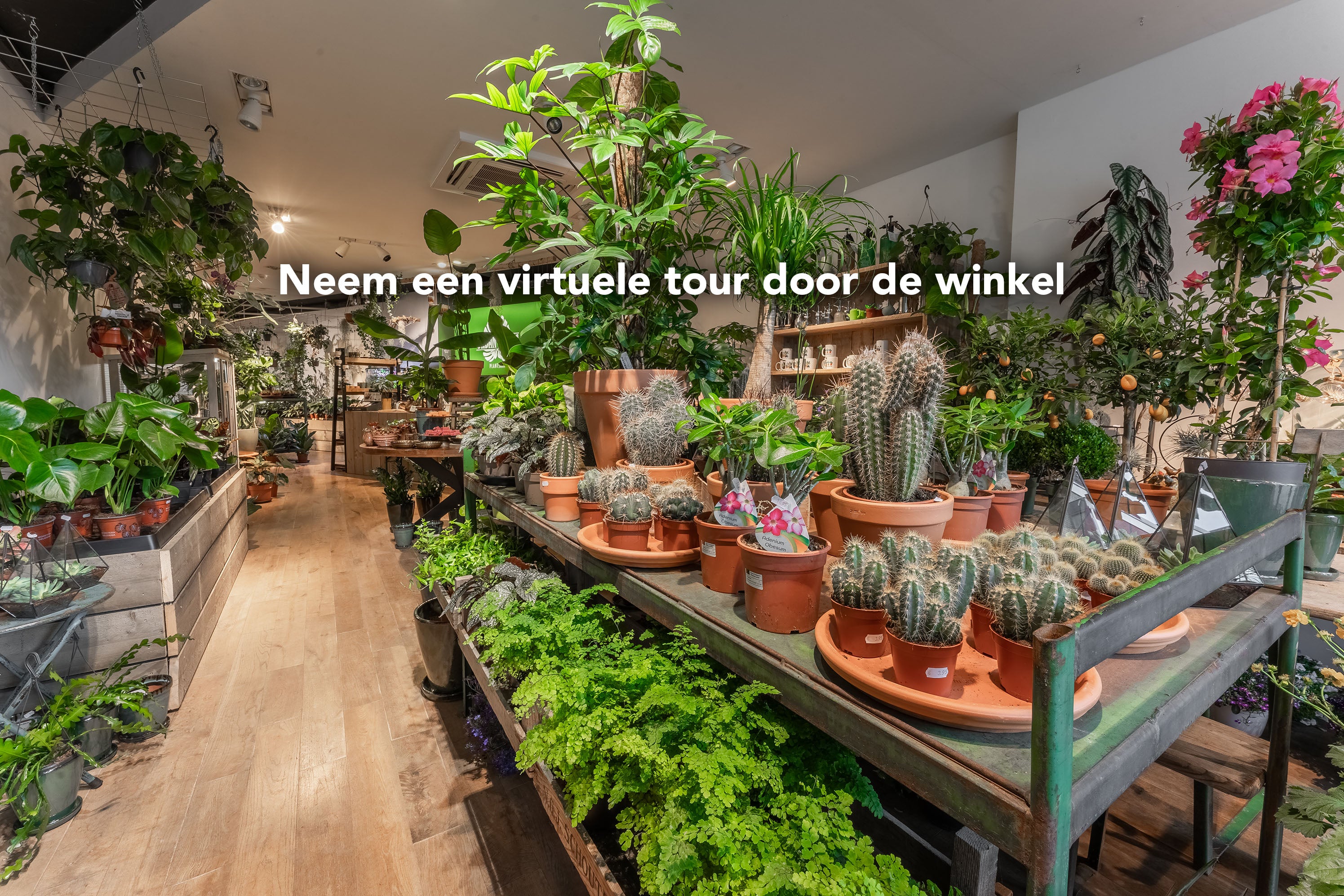 Video laden: Planten winkel Urban Roots Wageningen